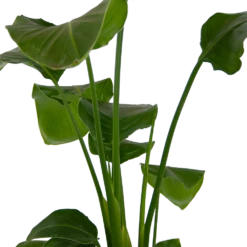 Strelitzia Nicolai - Paradijsvogelplant - P17 H80 - Kamerplant -Tuinplantenwinkel strelitzia nicolai paradijsvogelplant p17 h80 kamerplant 2