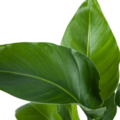 Strelitzia Nicolai - Paradijsvogelplant - P21 H90 - Kamerplant -Tuinplantenwinkel strelitzia nicolai paradijsvogelplant p21 h90 5