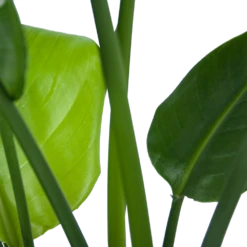 Strelitzia Nicolai - Paradijsvogelplant - P21 H90 - Kamerplant -Tuinplantenwinkel strelitzia nicolai paradijsvogelplant p21 h90 6