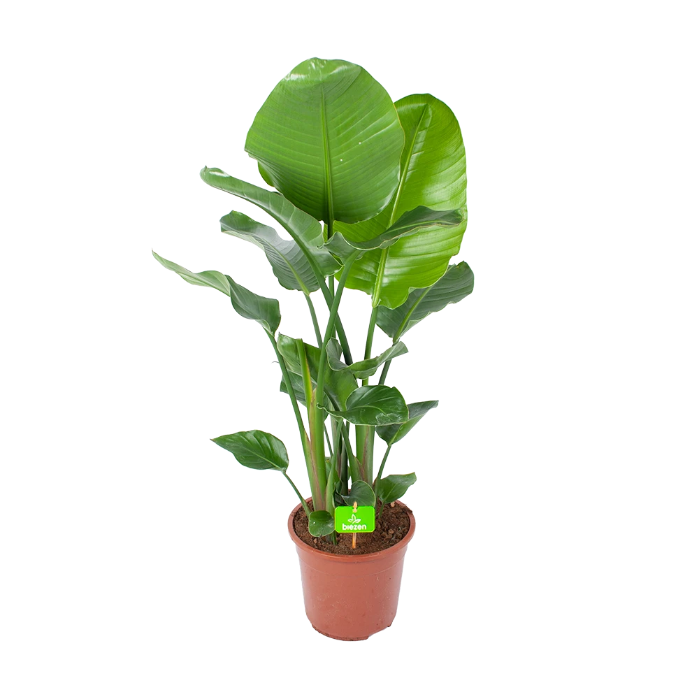 Strelitzia Nicolai - Paradijsvogelplant - P27 H110 - Kamerplant 3 Strelitzia Nicolai - Paradijsvogelplant - P27 H110 - Kamerplant