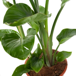 Strelitzia Nicolai - Paradijsvogelplant - P27 H110 - Kamerplant 7 Strelitzia Nicolai - Paradijsvogelplant - P27 H110 - Kamerplant -Tuinplantenwinkel strelitzia nicolai paradijsvogelplant p27 h110 5 2