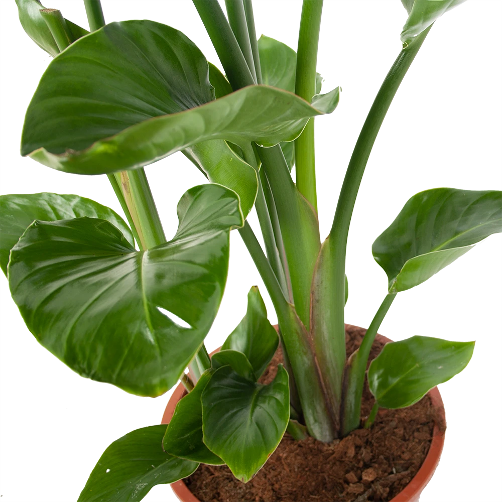 Strelitzia Nicolai - Paradijsvogelplant - P27 H110 - Kamerplant 4 Strelitzia Nicolai - Paradijsvogelplant - P27 H110 - Kamerplant - Afbeelding 2