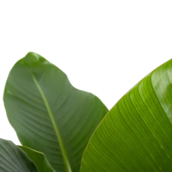 Strelitzia Nicolai - Paradijsvogelplant - P27 H110 - Kamerplant 8 Strelitzia Nicolai - Paradijsvogelplant - P27 H110 - Kamerplant -Tuinplantenwinkel strelitzia nicolai paradijsvogelplant p27 h110 6 2