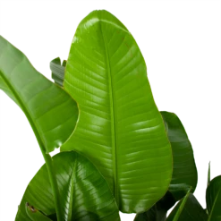 Strelitzia Nicolai - Paradijsvogelplant - P35 H130 - Kamerplant -Tuinplantenwinkel strelitzia nicolai paradijsvogelplant p35 h130 5