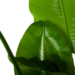 Strelitzia Nicolai - Paradijsvogelplant - P35 H130 - Kamerplant -Tuinplantenwinkel strelitzia nicolai paradijsvogelplant p35 h130 6