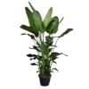 Strelitzia Nicolai - Paradijsvogelplant - P35 H200 - Kamerplant -Tuinplantenwinkel strelitzia nicolai paradijsvogelplant p35 h200 1