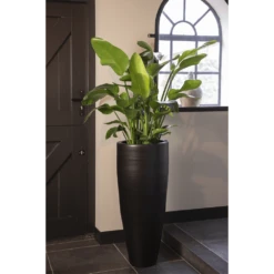 Strelitzia Nicolai - Paradijsvogelplant - P35 H200 - Kamerplant -Tuinplantenwinkel strelitzia nicolai paradijsvogelplant p35 h200 5