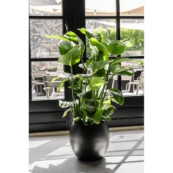 Strelitzia Nicolai - Paradijsvogelplant - P35 H200 - Kamerplant -Tuinplantenwinkel strelitzia nicolai paradijsvogelplant p35 h200 6