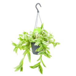 Tradescantia Ivory Hill - Vaderplant - In Hangpot - P17 H40 - Kamerplant