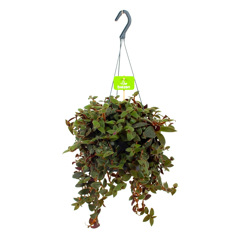 Tradescantia Sillamotara Brownhill - Vaderplant - In Hangpot - P17 H40 - Kamerplant 3 Tradescantia Sillamotara Brownhill - Vaderplant - In Hangpot - P17 H40 - Kamerplant