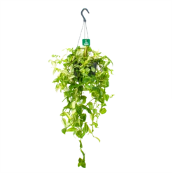 Tradescantia Yellow Hill - Vaderplant - In Hangpot - P17 H40 - Kamerplant