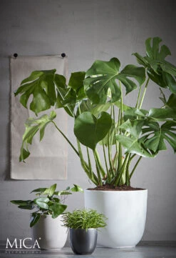 Bloempot Tusca - D31 X H28.5cm - Wit 5 Bloempot Tusca - D31 X H28.5cm - Wit -Tuinplantenwinkel tusca pot rond wit h28 5xd31cm bloempot 6 11