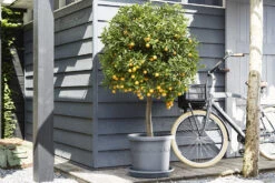 Plantenschotel Elho Universeel Rond 48cm - Antraciet 9 Plantenschotel Elho Universeel Rond 48cm - Antraciet -Tuinplantenwinkel universele schotel rond 48cm schotel antraciet 7 13