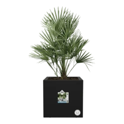 Elho Vivo Next Vierkant Wielen 40cm - Living Black -Tuinplantenwinkel vivo next vierkant wielen 40cm living black 4 1
