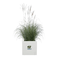 Elho Vivo Next Vierkant Wielen 40cm - Wit -Tuinplantenwinkel vivo next vierkant wielen 40cm wit 5 1