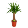 Yucca Inca Tree - Palmlelie - P24 H85 - Kamerplant -Tuinplantenwinkel yucca inca tree palmlelie p24 h85 1