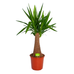 Yucca Inca Tree - Palmlelie - P24 H85 - Kamerplant
