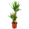 Yucca - Palmlelie - P17 H70 - Kamerplant 2 Yucca - Palmlelie - P17 H70 - Kamerplant -Tuinplantenwinkel yucca palmlelie p17 h70 4