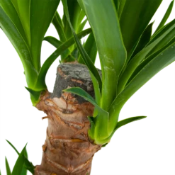 Yucca - Palmlelie - P17 H70 - Kamerplant -Tuinplantenwinkel yucca palmlelie p17 h70 6