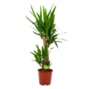 Yucca - Palmlelie - P19 H90 - Kamerplant -Tuinplantenwinkel yucca palmlelie p19 h90 4