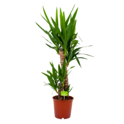 Yucca - Palmlelie - P19 H90 - Kamerplant