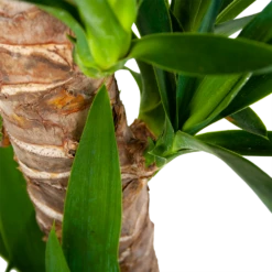 Yucca - Palmlelie - P19 H90 - Kamerplant -Tuinplantenwinkel yucca palmlelie p19 h90 6