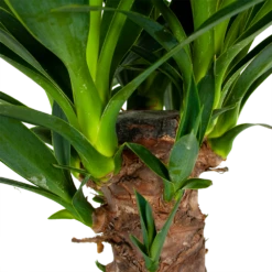 Yucca - Palmlelie - P24 H120 - Kamerplant 8 Yucca - Palmlelie - P24 H120 - Kamerplant -Tuinplantenwinkel yucca palmlelie p24 h120 6