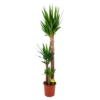 Yucca - Palmlelie - P24 H165 - Kamerplant -Tuinplantenwinkel yucca palmlelie p24 h165 4