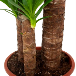 Yucca - Palmlelie - P24 H165 - Kamerplant 7 Yucca - Palmlelie - P24 H165 - Kamerplant -Tuinplantenwinkel yucca palmlelie p24 h165 5