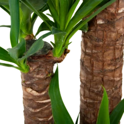 Yucca - Palmlelie - P24 H165 - Kamerplant 8 Yucca - Palmlelie - P24 H165 - Kamerplant -Tuinplantenwinkel yucca palmlelie p24 h165 6