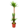 Yucca - Palmlelie - P27 H170 - Kamerplant 2 Yucca - Palmlelie - P27 H170 - Kamerplant -Tuinplantenwinkel yucca palmlelie p27 h170 1 1