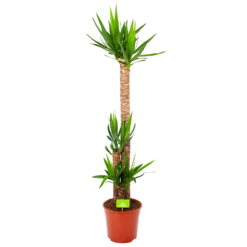 Yucca - Palmlelie - P27 H170 - Kamerplant