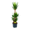 Yucca - Palmlelie - P29 H150 - Kamerplant -Tuinplantenwinkel yucca palmlelie p29 h150 1 2
