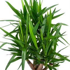 Yucca - Vertakt - Palmlelie - P24 H100 - Kamerplant 8 Yucca - Vertakt - Palmlelie - P24 H100 - Kamerplant -Tuinplantenwinkel yucca vertakt palmlelie p24 h100 6 1