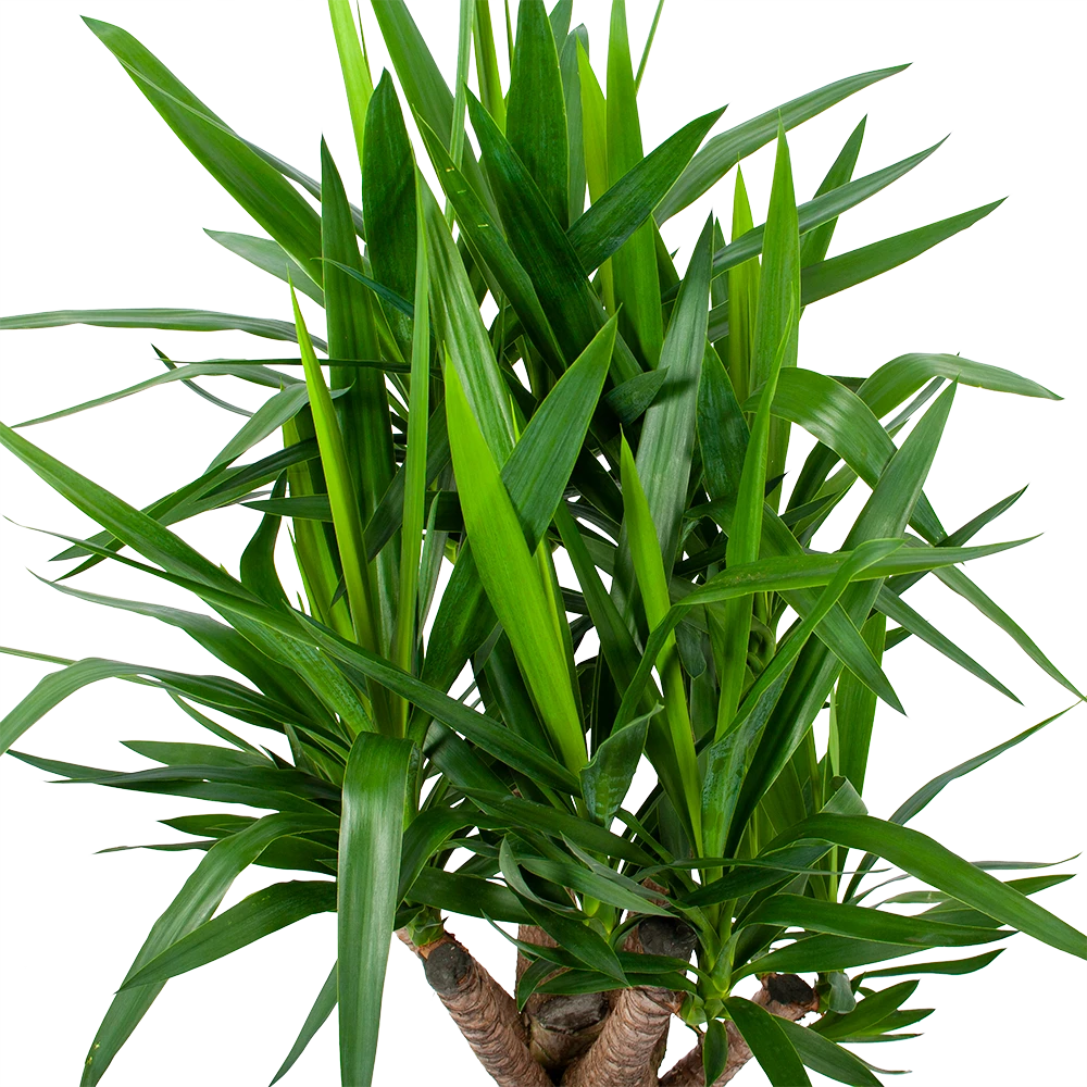 Yucca - Vertakt - Palmlelie - P24 H100 - Kamerplant 5 Yucca - Vertakt - Palmlelie - P24 H100 - Kamerplant - Afbeelding 3