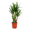 Yucca - Vertakt - Palmlelie - P30 H130 - Kamerplant -Tuinplantenwinkel yucca vertakt palmlelie p30 h130 kamerplant 1