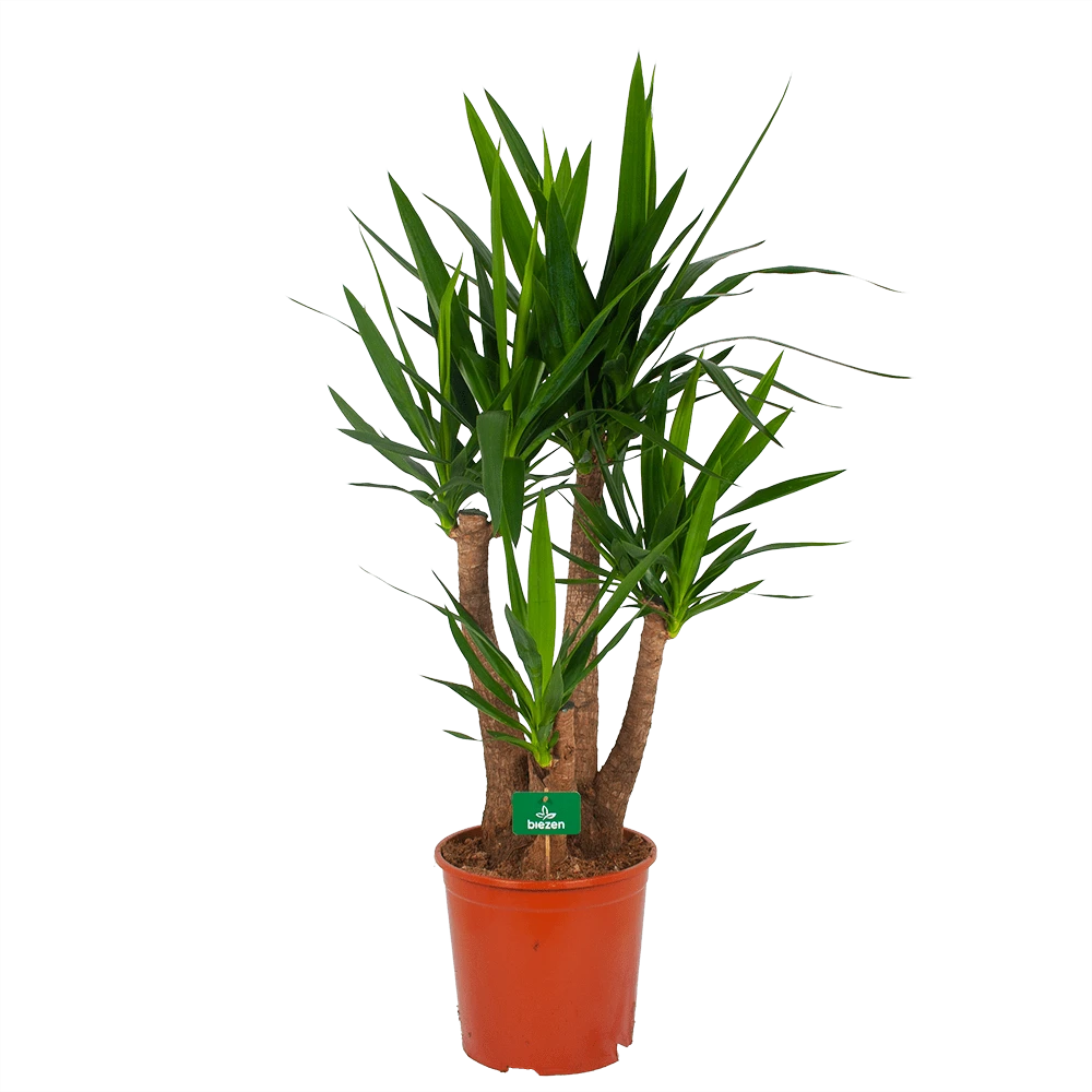 Yucca - Vertakt - Palmlelie - P30 H130 - Kamerplant 3 Yucca - Vertakt - Palmlelie - P30 H130 - Kamerplant