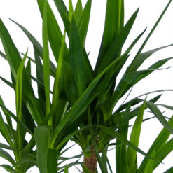 Yucca - Vertakt - Palmlelie - P30 H130 - Kamerplant 8 Yucca - Vertakt - Palmlelie - P30 H130 - Kamerplant -Tuinplantenwinkel yucca vertakt palmlelie p30 h130 kamerplant 4