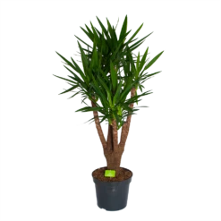 Yucca - Vertakt - Palmlelie - P35 H150 - Kamerplant