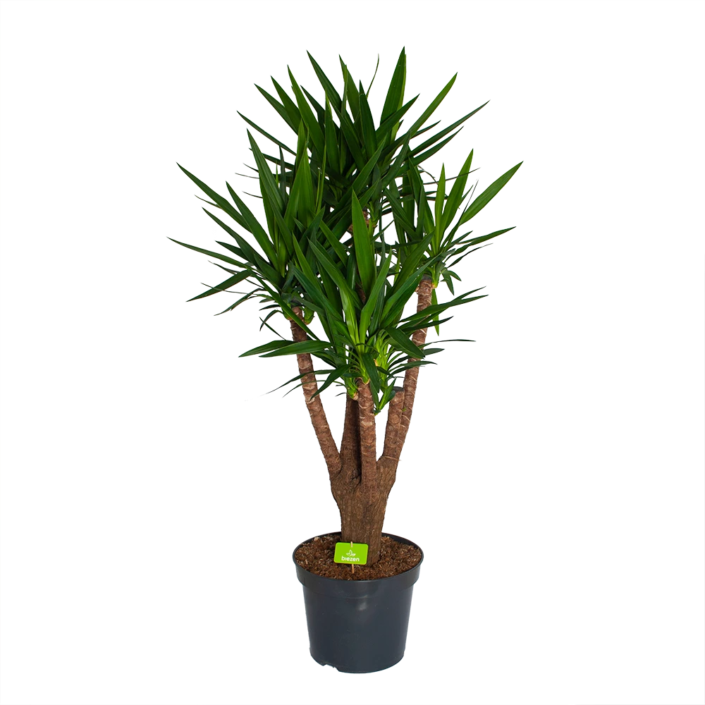 Yucca - Vertakt - Palmlelie - P35 H150 - Kamerplant 3 Yucca - Vertakt - Palmlelie - P35 H150 - Kamerplant