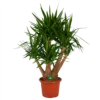 Yucca - Vertakt - Palmlelie - P45 H170 - Kamerplant 1 Yucca - Vertakt - Palmlelie - P45 H170 - Kamerplant -Tuinplantenwinkel yucca vertakt palmlelie p45 h170 kamerplant 1