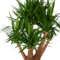 Yucca - Vertakt - Palmlelie - P45 H170 - Kamerplant -Tuinplantenwinkel yucca vertakt palmlelie p45 h170 kamerplant 3