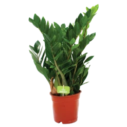 Zamioculcas Zamiifolia - Emerald Palm - P17 H60 - Kamerplant 6 Zamioculcas Zamiifolia - Emerald Palm - P17 H60 - Kamerplant -Tuinplantenwinkel zamioculcas zamiifolia emerald palm p17 h60 1 2