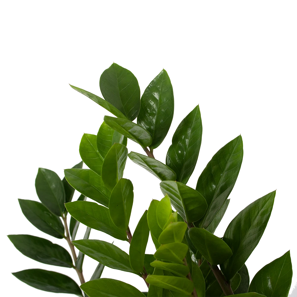 Zamioculcas Zamiifolia - Emerald Palm - P17 H60 - Kamerplant 3 Zamioculcas Zamiifolia - Emerald Palm - P17 H60 - Kamerplant