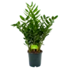 Zamioculcas Zamiifolia - Emerald Palm - P24 H90 - Kamerplant -Tuinplantenwinkel zamioculcas zamiifolia emerald palm p24 h90 4