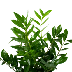 Zamioculcas Zamiifolia - Emerald Palm - P24 H90 - Kamerplant -Tuinplantenwinkel zamioculcas zamiifolia emerald palm p24 h90 5