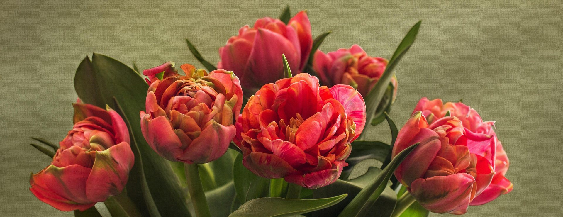 Tuinplantenwinkel -Tuinplantenwinkel tulips 1997282 1920